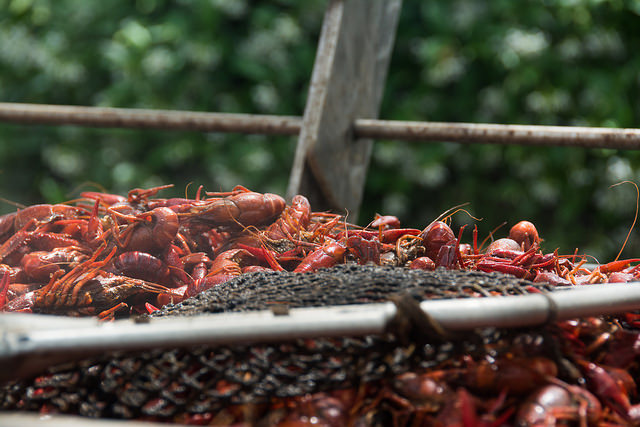 Photo of crawfish by Sally Asher