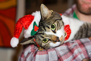 Christmas Cat