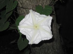 A moonflower blooms at night