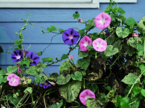 Climbing morning glories greet the early sun.