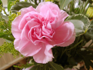 Pink-Carnation-pink-color