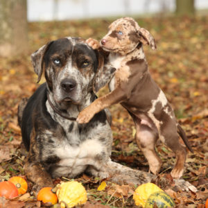 The Catahoula Cur is an American dog breed named after Catahoula Parish, Louisiana, United States. Also known as the Catahoula Leopard Dog or Louisiana Catahoula, it became the state dog of Louisiana in 1979.