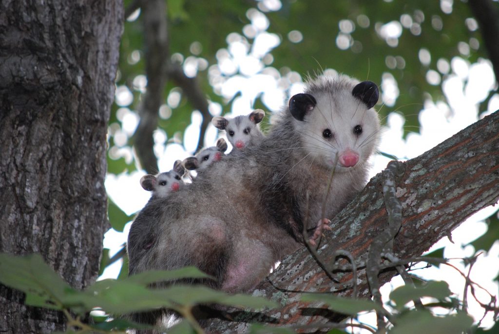 An opossum and her babies in a tree